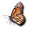mariposa