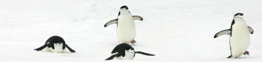 Pingüinos